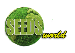 SeedsCannabis - Купить семена конопли
